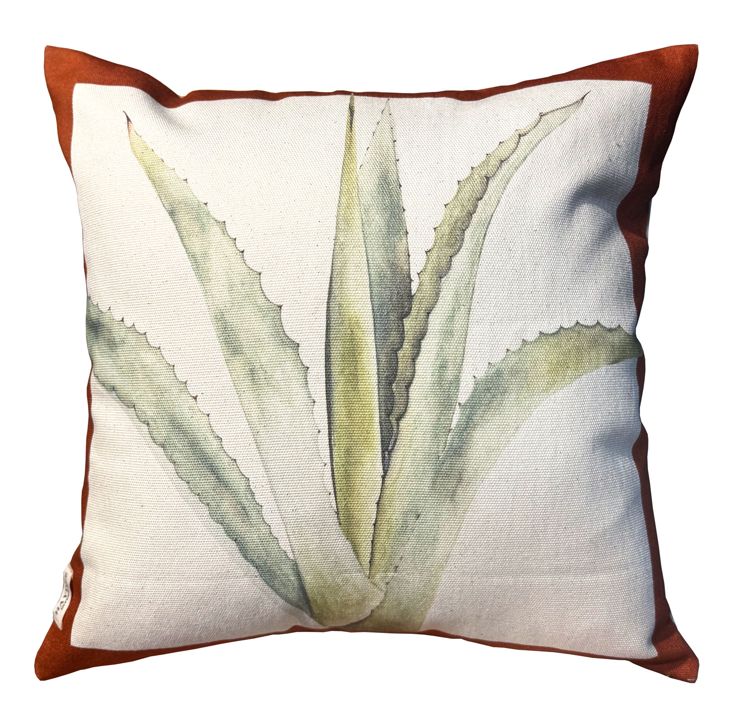 Agave